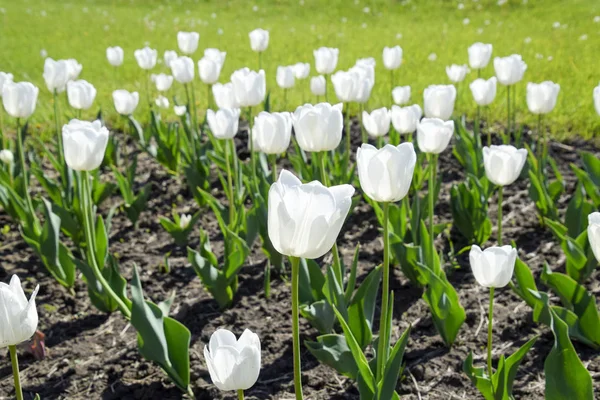 Flower Bed White Tulips White Tulips Bulbous Plants White Flowers — Stock Photo, Image