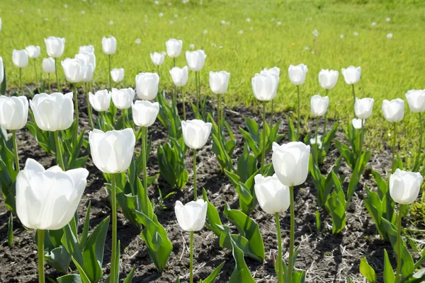 Macizo Flores Con Tulipanes Blancos Tulipanes Blancos Plantas Bulbosas Flores — Foto de Stock