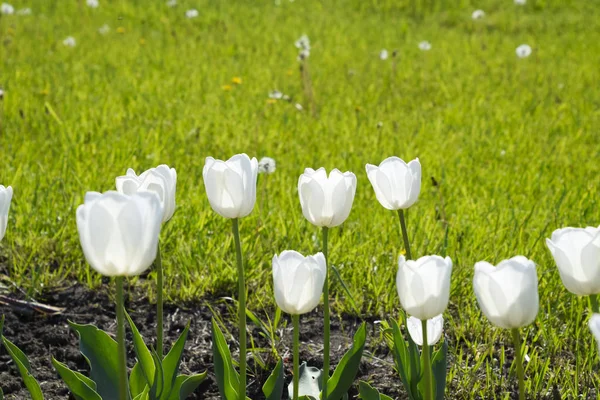 A flower bed with white tulips. White tulips, bulbous plants. White flowers — Stock Photo, Image