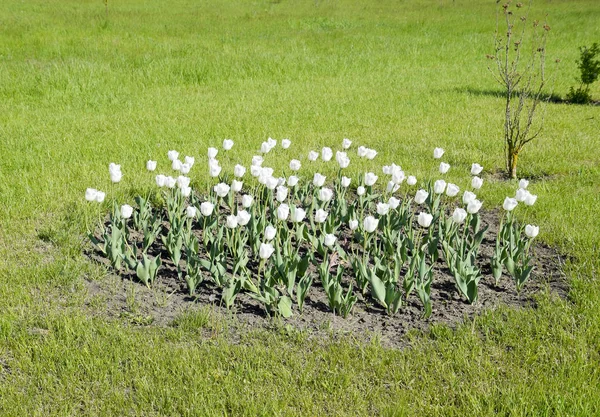Záhon Bílými Tulipány Bílé Tulipány Cibulovin Bílé Květy — Stock fotografie
