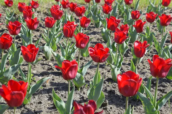 Red flowers of tulips on a flower bed. A flower bed with tulips.