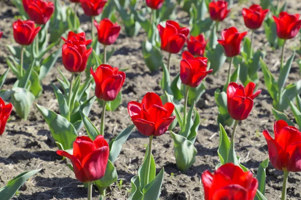 Red flowers of tulips on a flower bed. A flower bed with tulips.