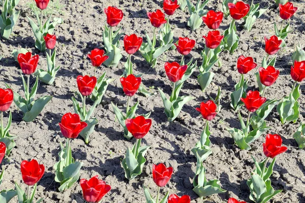 Red flowers of tulips on a flower bed. A flower bed with tulips.