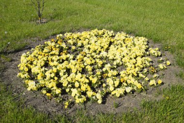 Sarı çiçek flowerbed viola. Viyola.