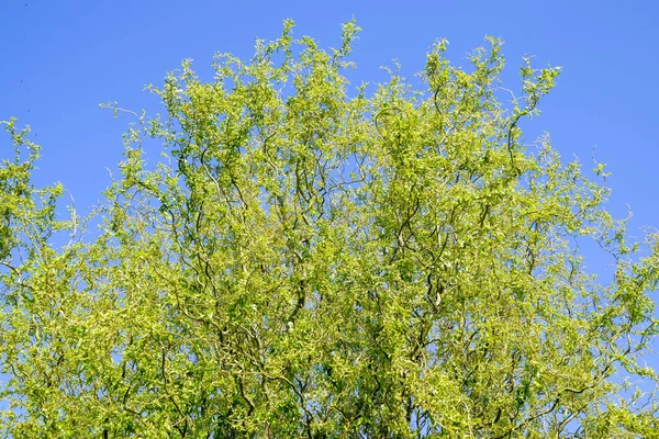 Willow tree. A blossoming and blooming willow tree in the spring against the sky