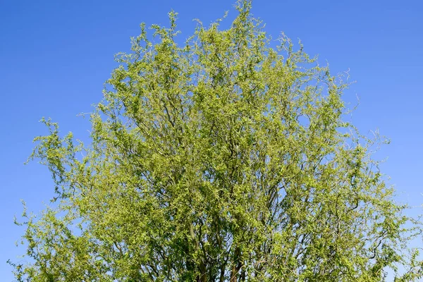 Saule Saule Fleurs Fleurs Printemps Contre Ciel — Photo