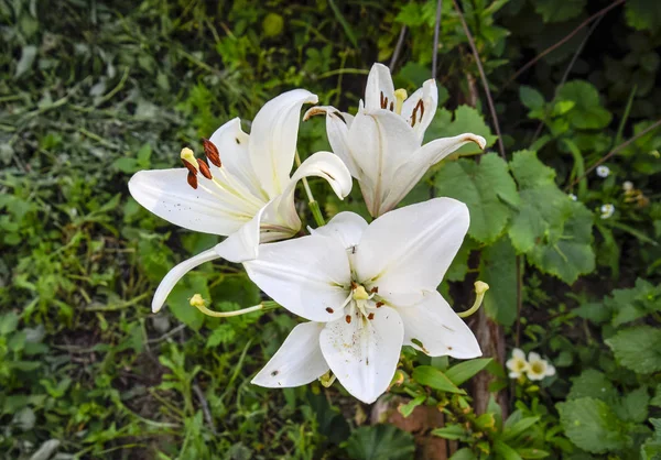 Kwiat Lilia Biała Słupków Pręcików Białej Lilii — Zdjęcie stockowe