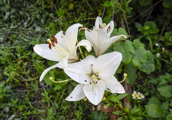 Een Bloem Van Een Witte Lelie Stampers Meeldraden Van Witte — Stockfoto