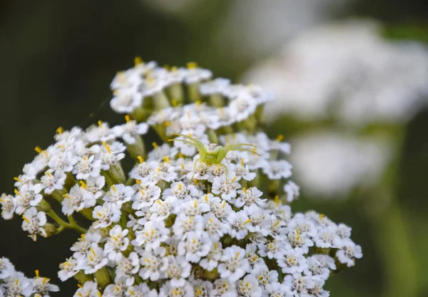 Păianjen Verde Flori Vânătorul Deghizează — Fotografie, imagine de stoc