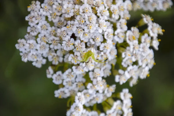 Eine Grüne Spinne Auf Blumen Der Jäger Tarnt Sich — Stockfoto