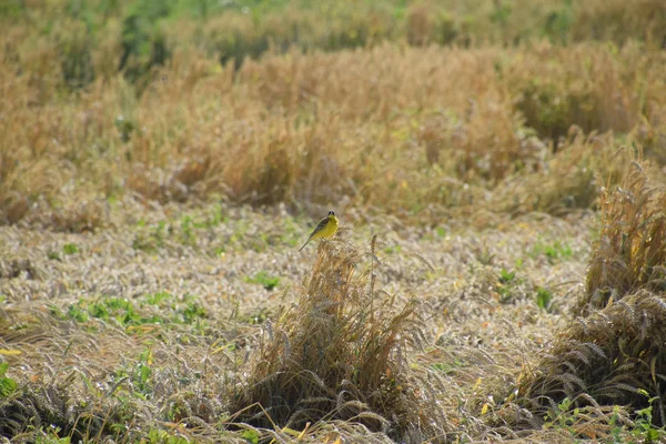 Meise Auf Weizenähren Ein Vogel Mit Gelbem Bauch — Stockfoto