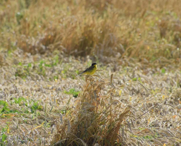 Mezen Oren Van Tarwe Een Vogel Met Een Gele Buik — Stockfoto