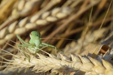 Isophia. Çekirge bir buğday spikelet bir isophy var. Isophya