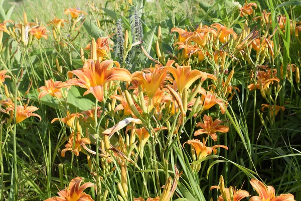 Λουλούδια Πορτοκαλί Λίλιουμ Κρίνα Μεταξύ Των Χορτάρι — Φωτογραφία Αρχείου