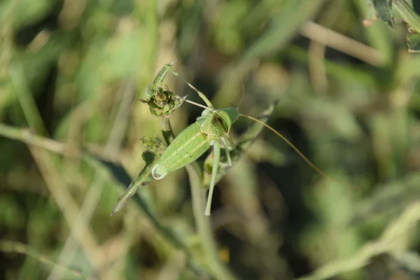 Isofya Los Tallos Achicoria Grasshopper Isofia Macho — Foto de Stock