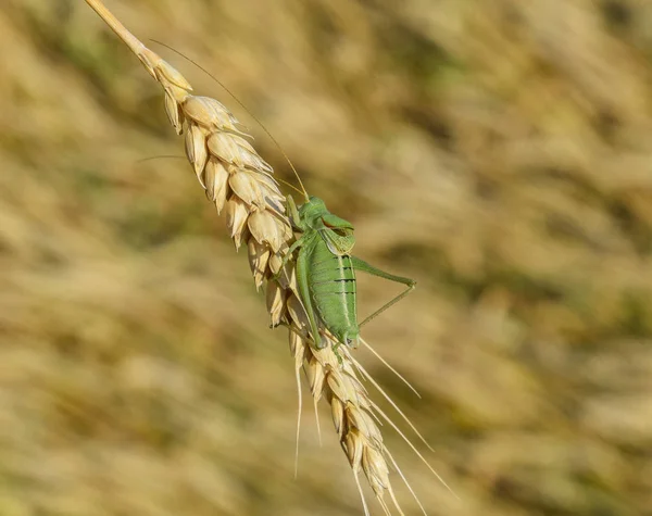 Isophia Grasshopper Isophy Wheat Spikelet Isophya — Stock Photo, Image