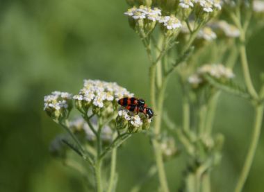 Kırlangıçotu beyaz çiçek üzerinde kırmızı böcekler, çiftleşme.