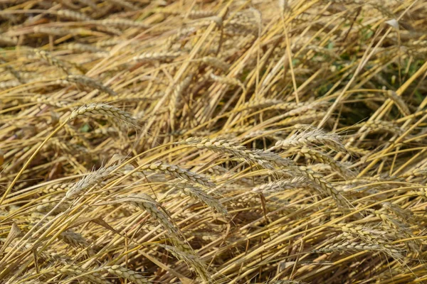 Mature Wheat Field Spikelets Wheat Harvest Grain — Stock Photo, Image