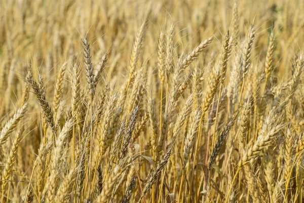 Trigo maduro en el campo. Espiguillas de trigo. Cosecha de grano . — Foto de Stock