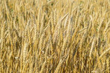 Olgun buğday alanında. Buğday spikelets. Tahıl hasat