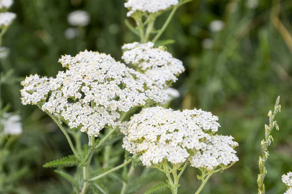 Inflorescenta Celandinei Planta Medicinală Este Curată — Fotografie, imagine de stoc