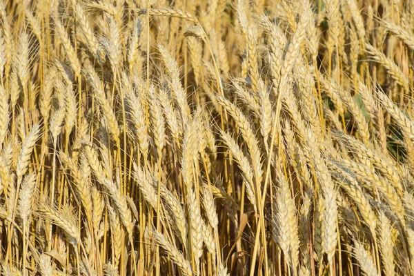 Trigo maduro en el campo. Espiguillas de trigo. Cosecha de grano . —  Fotos de Stock