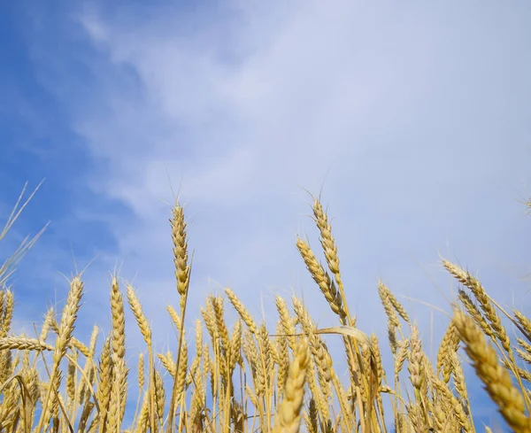 Spikelets Buğday Mavi Gökyüzü Olgun Buğday — Stok fotoğraf