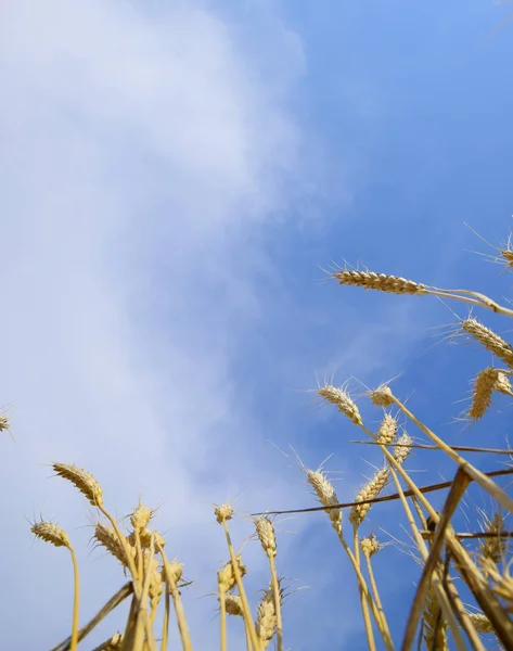Spikelets Buğday Mavi Gökyüzü Olgun Buğday — Stok fotoğraf