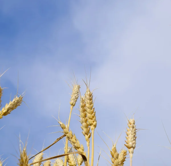 Колючки Пшеницы Фоне Голубого Неба Зрелая Пшеница — стоковое фото