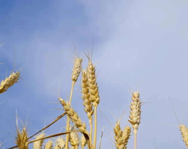 Spikelets Buğday Mavi Gökyüzü Olgun Buğday — Stok fotoğraf