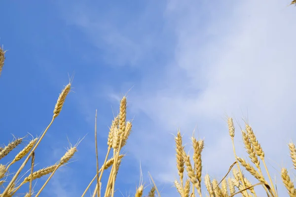 Колючки Пшеницы Фоне Голубого Неба Зрелая Пшеница — стоковое фото