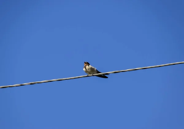 Schwalben Den Drähten Schwalben Gegen Den Blauen Himmel Die Schwalbe — Stockfoto