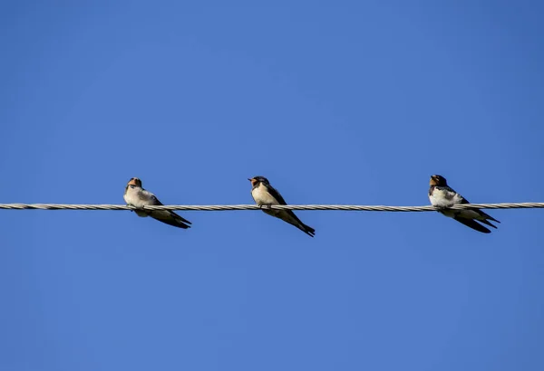 Schwalben Den Drähten Schwalben Gegen Den Blauen Himmel Die Schwalbe — Stockfoto