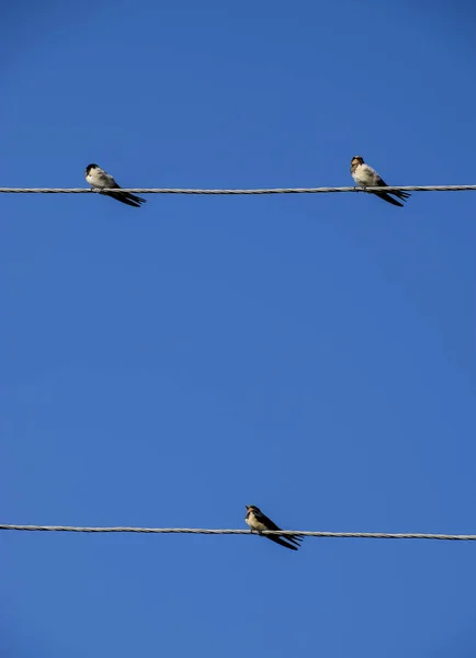 Svalor Trådarna Svalor Mot Den Blå Himlen Svalan Vanliga — Stockfoto