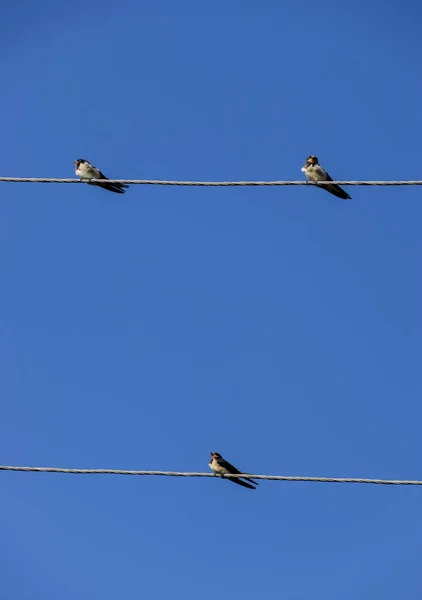 Andorinhas Nos Fios Engole Contra Céu Azul Andorinha Comum — Fotografia de Stock