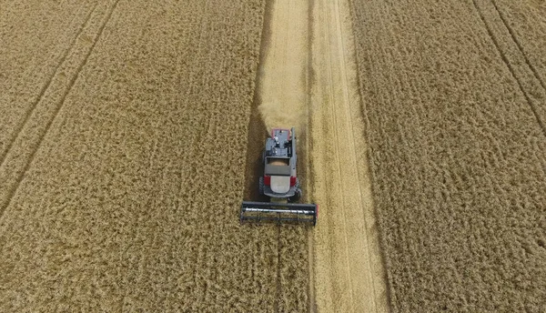 Buğday hasat hasat. Tarım Makinaları alanında Tahıl hasat.