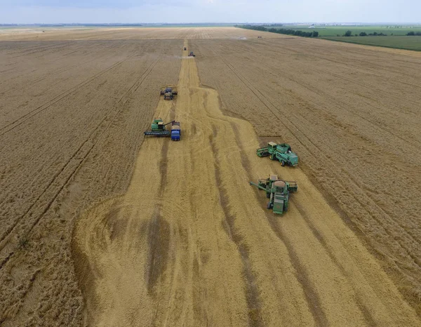 Buğday hasat hasat. Tarım Makinaları alanında Tahıl hasat.