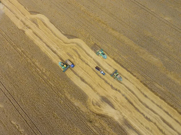 Colheita de colheitadeira de trigo. Máquinas agrícolas colhem grãos no campo . — Fotografia de Stock