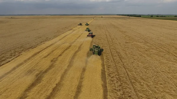 Harvesting wheat harvester. Agricultural machines harvest grain on the field.