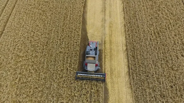 Harvesting wheat harvester. Agricultural machines harvest grain on the field. Agricultural machinery in operation.