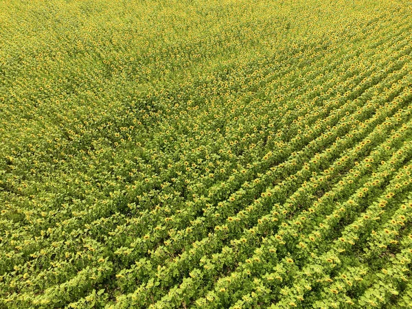 Вид с воздуха на цветущие масличные поля. Поле подсолнухов. Вид сверху . — стоковое фото