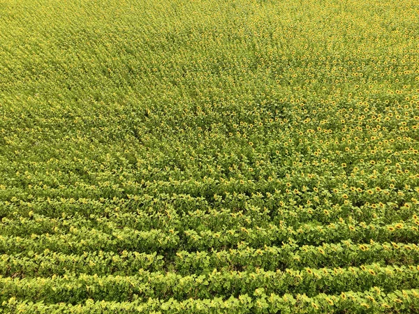 Аерофотозйомка сільськогосподарських полів квітучого олійного насіння. Поле соняшників. Вид зверху . — стокове фото