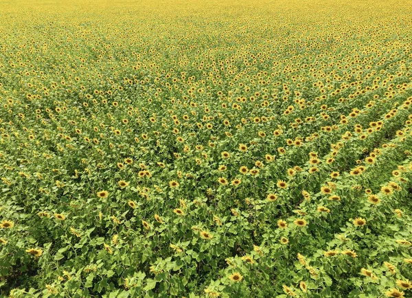 Solrosfält Flygfoto Åkrar Blommande Oljeväxter Ovanifrån — Stockfoto