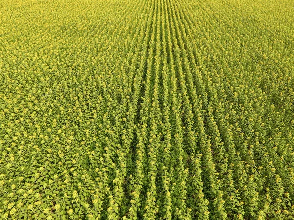 ひまわり畑 農地の空中ビュー開花油種 トップ表示 — ストック写真