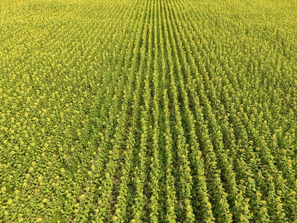 Widok z lotu ptaka pól rolnictwa kwitnienia rzepaku oleistego. Pole słoneczników. Widok z góry. — Zdjęcie stockowe
