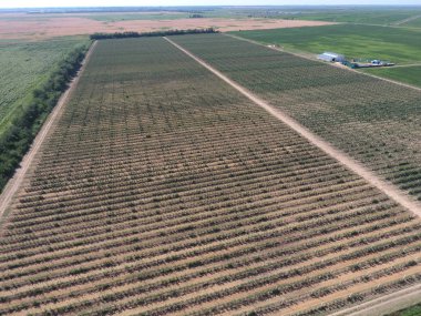 Cüce elma ağaçlarının Bahçe Üstten Görünüm.