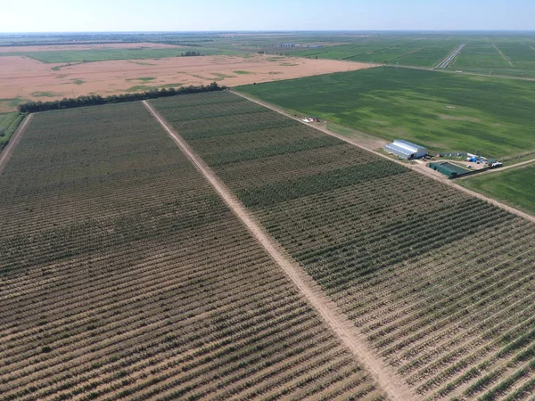 Top view of the garden of dwarf apple trees