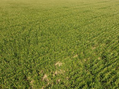 Mısır tarlası. Yeşil Mısır blooms sahada. Büyüme ve mısır koçanı olgunlaşma döneminde