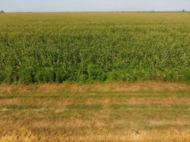 Mısır ve alanın eğimli buğday tarlası. Yeşil Mısır blooms sahada. Büyüme ve mısır koçanı olgunlaşma döneminde