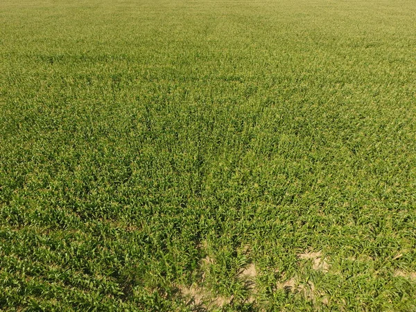 Campo Milho Milho Verde Floresce Campo Período Crescimento Amadurecimento Espigas — Fotografia de Stock